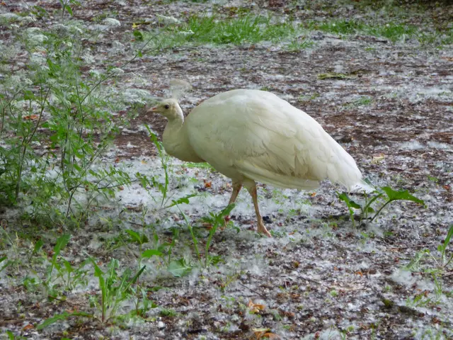 Der weiße Pfau  verlässt den großen Platz