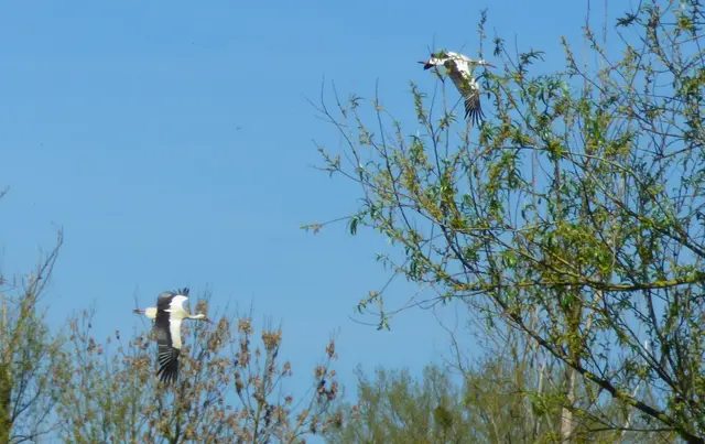 Die Störche fliegen jetzt von Koldingen nach Grasdorf