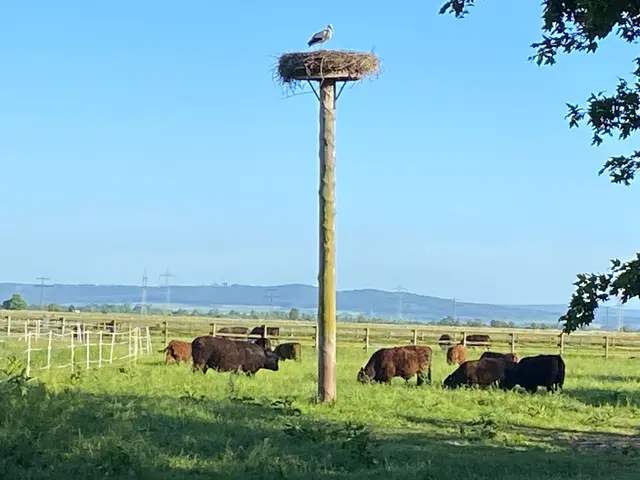 Unser Storchennest bei den Galloways