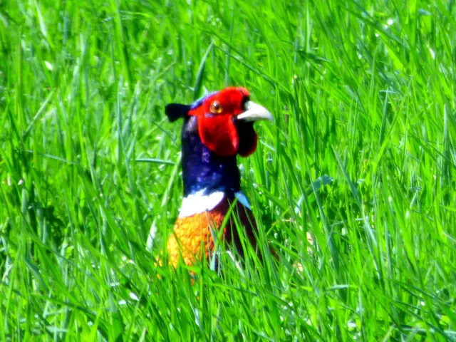 Dicht bei dem Grasdorfer Storchennest ein Fasan