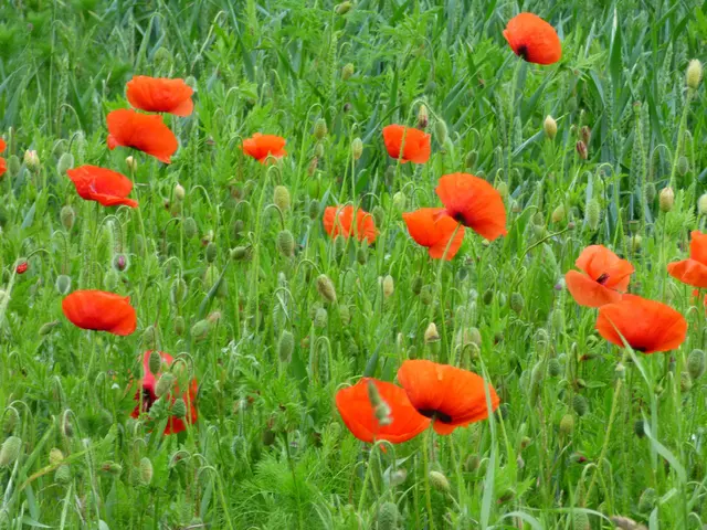 Jetzt ist es auf der Mohnwiese nicht mehr zu sehen