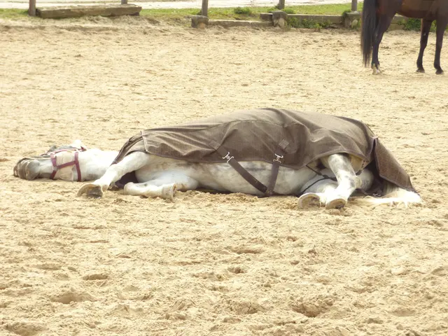 Das Pferd ruht sich aus
