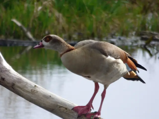 Bin ich eine Nilgans?