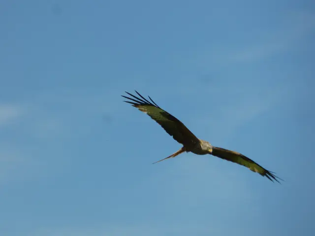 Er fliegt interessiert über die Wiesen