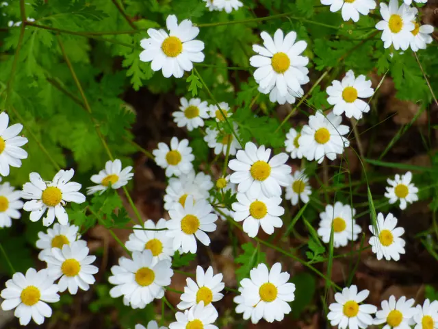 So viele Blüten laden ein