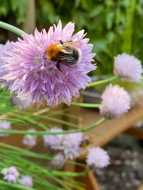 Unsere Gartenblumen haben Besuch
