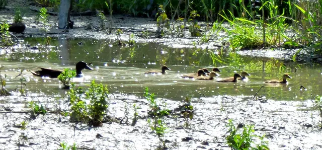 Die Entenfamilie auch