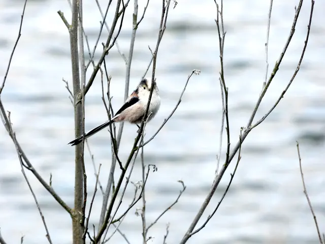 Schöner Vogel
