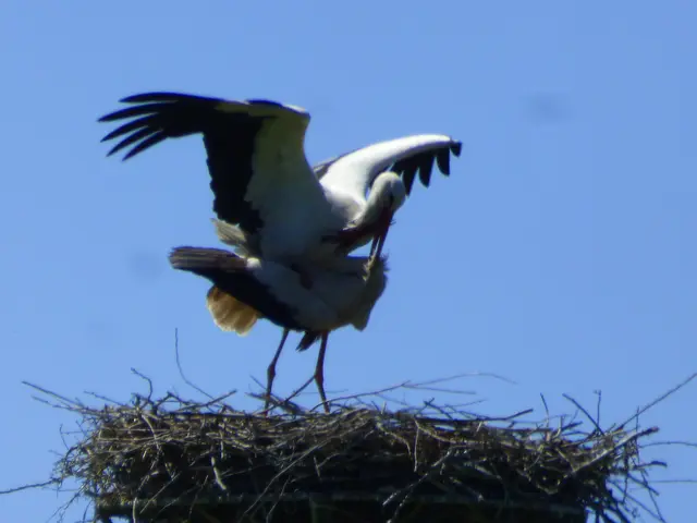 Hier ist ihr Nest