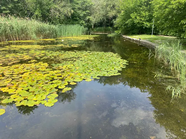 Gleich vorne ist ein Teich