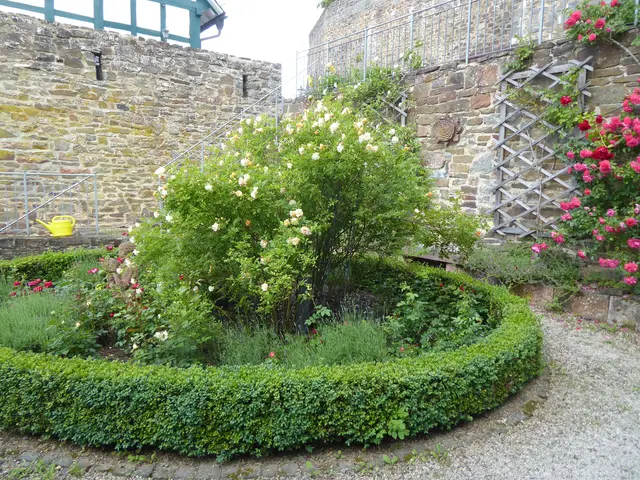 Rosengarten 2026-23, 07.06.2026.