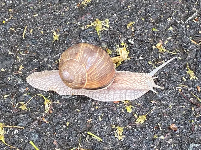 Jetzt aber langsam los sagt die Weinbergschnecke