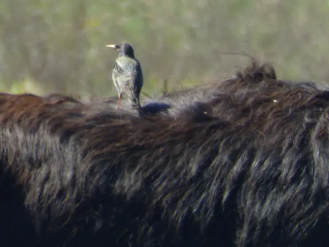 Die Krähe pflegt das Büffelfell