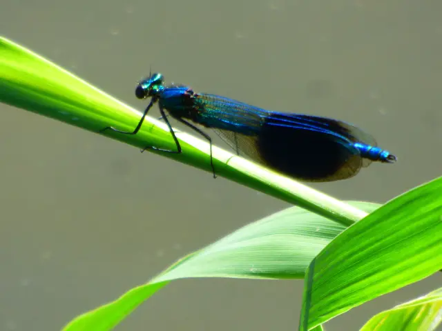 Große Königslibelle