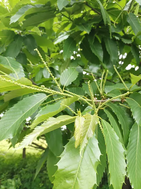 
mit seinen Blütenansätzen