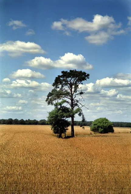 Landschaft bei Wilhelmshaven