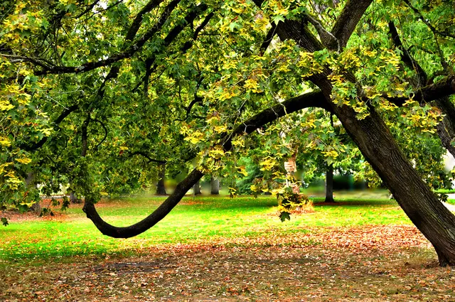 Park in Celle
