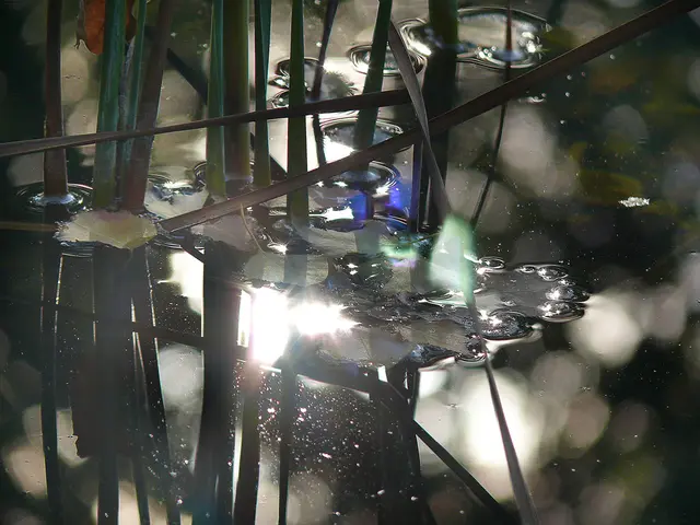 Sonnenstrahlen spiegeln sich in einem Teich