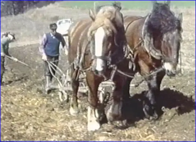 Auszug aus dem Film: Mit zwei Pferden wird das Feld gepflügt