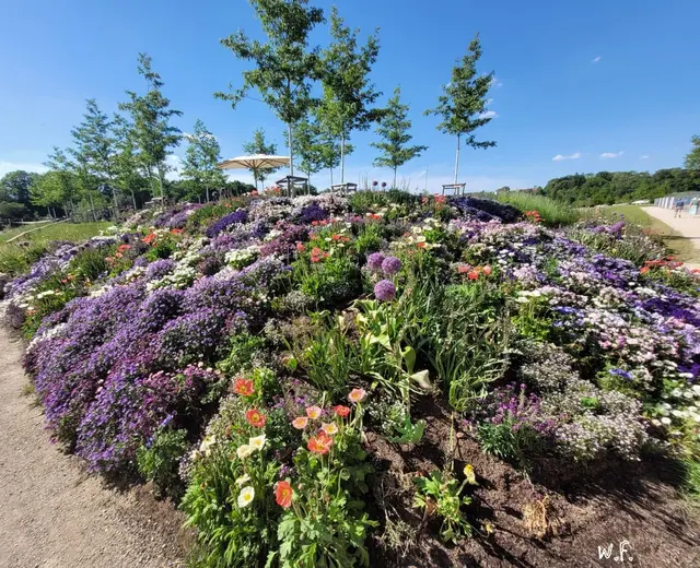 Zum Ende Ausgang Schrezheim ein paar Blumenbeete. | Foto: Iris Alefelder und W.F.