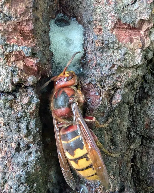 Eine Hornisse nimmt den austretenden gärenden Baumsaft einer Eiche auf. 