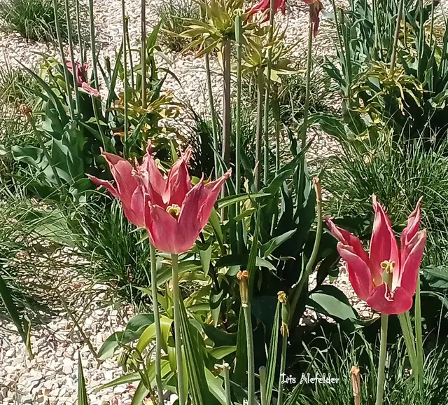 Foto: Iris Alefelder