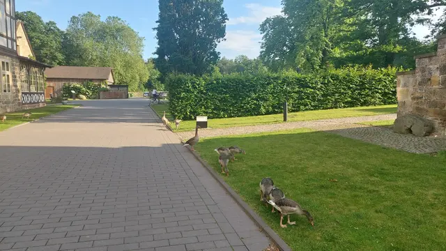 Gänse halten im Klostergelände das Gras kurz.