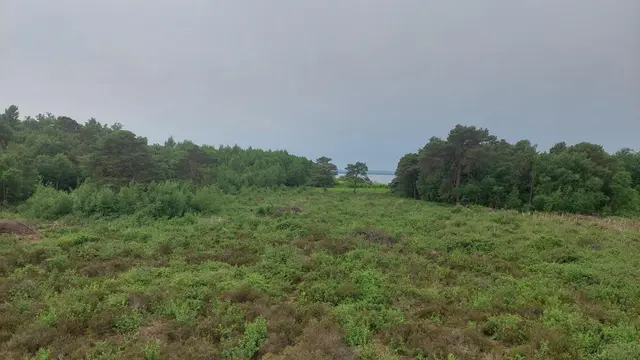 Blick vom Hochsitz zum Steinhuder Meer im Hintergrund.