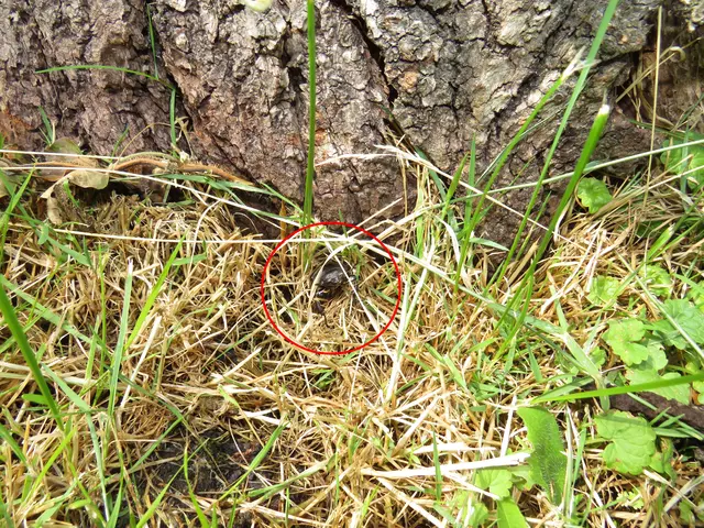 Foto: GvMeegen