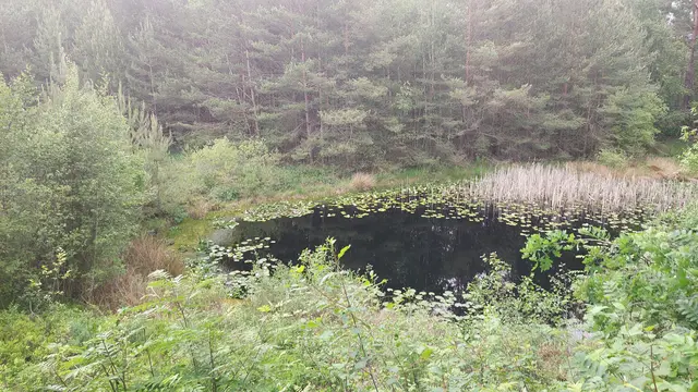 Torfhaltiger Tümpel, wer hier versinkt ward nicht mehr gesehen, gruselig.