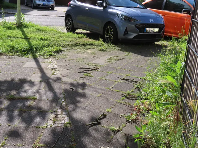 Links, die kleine Rasenfläche wurde abgemäht .. während das Unkraut und die Brennnesseln am Wegrand noch steht. Muss man das verstehen?