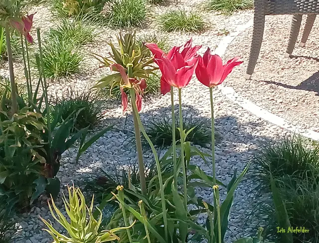 Foto: Iris Alefelder