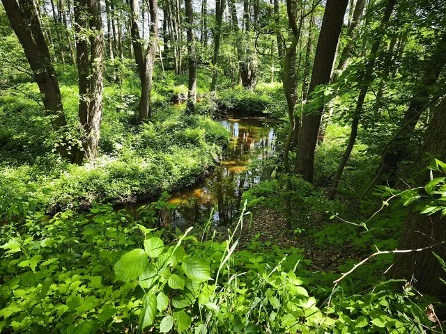 Hier bahnt sie sich ihren Weg durch den dichten Wald. | Foto: Shima Mahi