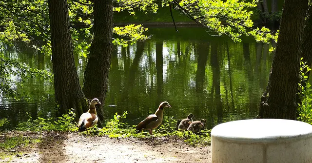 Eine Nilgansfamilie | Foto: Shima Mahi