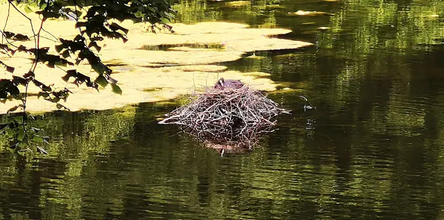 Es ist wirklich ein Blässhuhn. | Foto: Shima Mahi