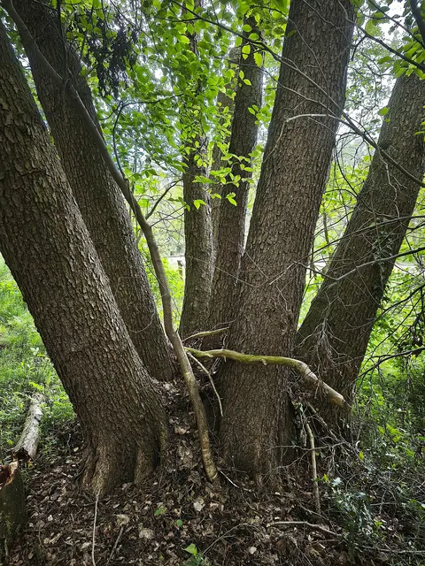 Ein Baum mit sieben Stämmen | Foto: Shima Mahi