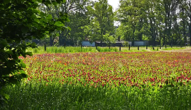 Kleewiese im Wietzepark | Foto: Shima Mahi