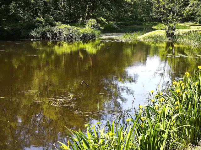Wildromantisch an einem der Fischteiche | Foto: Shima Mahi