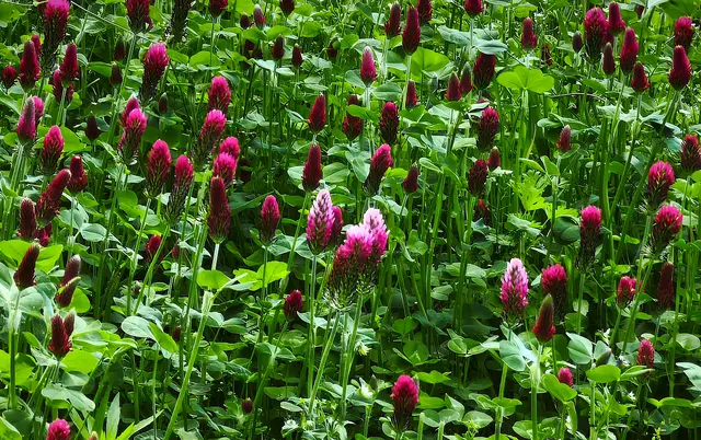 Die Blüten sind ein schöner Anblick. | Foto: Shima Mahi