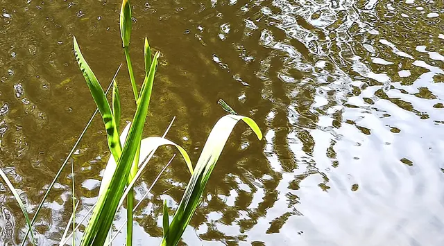 Es sind viele Libellen unterwegs. | Foto: Shima Mahi