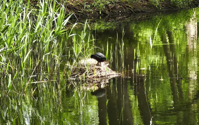 Am Schilfrand befindet sich ein weiteres Nest.  | Foto: Shima Mahi