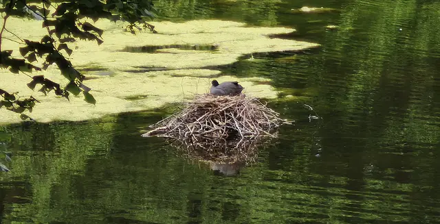 Ein drittes Nest: Im Sonnenlicht sieht das schwarze Gefieder plötzlich grau aus. | Foto: Shima Mahi