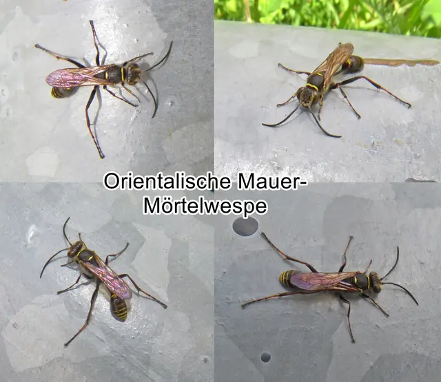 Orientalische Mauer- Mörtelwespe / Asiatische Lehmtopfwespe (Sceliphron curvatum) Frederick Smith 1870
Ordnung: Hautflügler (Hymenoptera)
Teilordnung:	Stechimmen (Aculeata)
Überfamilie:	Apoidea
ohne Rang:	Grabwespen (Spheciformes)
Familie:	Sphecidae
Gattung:	Sceliphron
Art:	Orientalische Mauerwespe | Foto: GvMeegen
