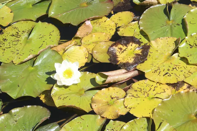 Die erste vorsichtige Blüte