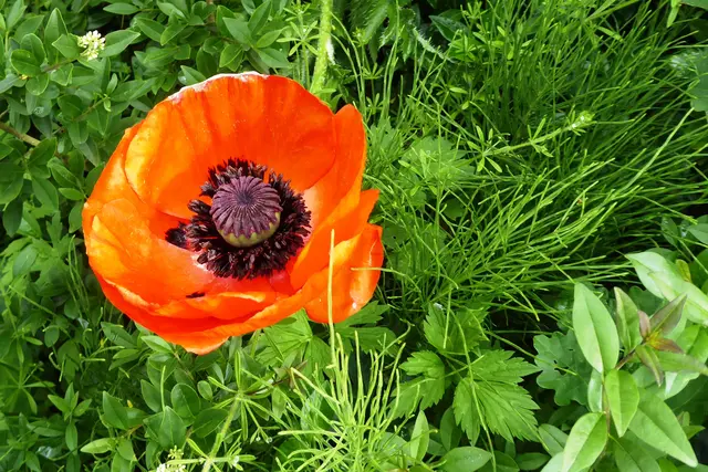 Sonntagsbilder 2026-24, Mohnblüte, 13.06.2026.