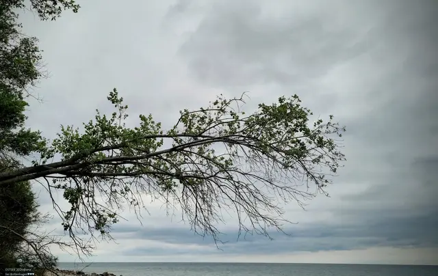 BAUM 