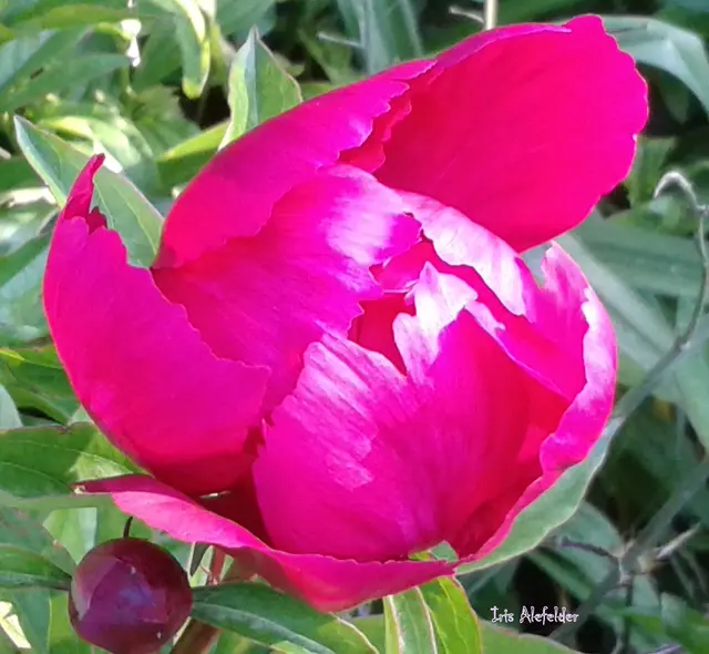 Foto: Iris Alefelder