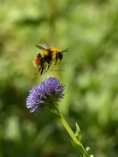 Insekten Hummel Wiesenhummel