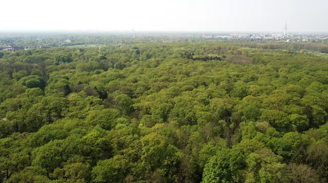 Den nächsten Platz belegt die Eilenriede. Sie ist ringsrum von Stadtbereichen umgeben und ist damit das größte innerstädtische Waldgebiet Europas.  | Foto: Fabian Wolter