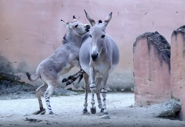 Ein Wildeseljunges aus den Savannen Nordostafrikas will mit seiner Mama spielen.  | Foto: Christel Wolter